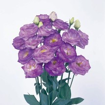 25 Pelleted Seeds Rosita Blue Flash Lisianthus Cut Flower Seeds - £27.10 GBP