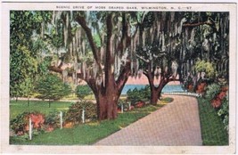North Carolina Postcard Wilmington Moss Draped Oaks Scenic Drive - $2.16