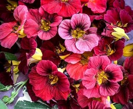 Bright contrast fixed flower image thumb200