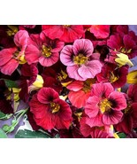 50 Alaska Red Shades Nasturtium Seeds, Easy Grow Trailing Garden Flower - $12.99