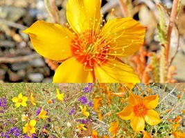 500+ Seeds Lindley&#39;s Blazing Star Annual Native Desert Wildflower Drought Heat - £13.38 GBP