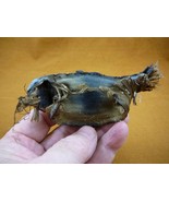 (s800-200) MELBOURNE SKATE egg case casing educational Spiniraja Whitley... - $762.55 MXN