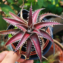 Dyckia &#39;Red Lotus F1&#39; Seeds - $12.15