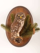 Stuffed Little Owl (Athene Noctua) Taxidermy Wall Mount #2 With Paper Do... - £258.43 GBP