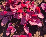250 Orach Red Fire Seeds French Spinach Mountain Spinach Non-Gmo Fast Sh... - $8.99