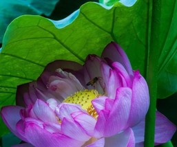 1 &#39;Bathing Beauty&#39; Pink Lotus Flower Seeds for Garden - $10.00