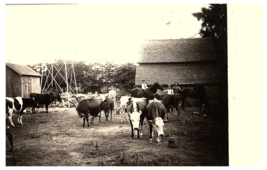 RPPC Postcard Cows  Stock Standing Up in Barnyard Farm Postcard - £9.26 GBP