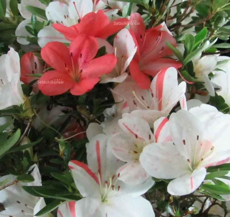 Iveryyana Azalea Rhododendron Deciduous Baby White &amp; Peach Striped - £18.31 GBP