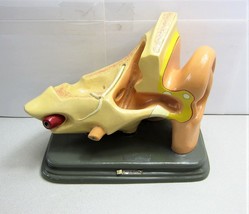 Lafayette Instrument Anatomical Ear Model Training Aid - £27.81 GBP