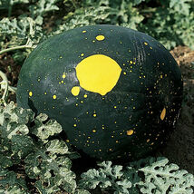 15 Moon &amp; Stars Watermelon Seeds (Red)  - €3,61 EUR