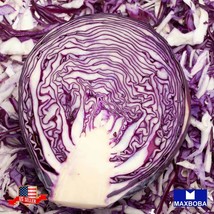 Cabbage Seeds Mammoth Red Rock Nongmo Heirloom Garden Us Seller - $4.58