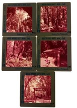 Vintage Pana-Vue Slide Lot of 5 Muir Woods National Monument Redwood Forest Ca - £5.20 GBP