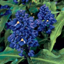 15 Seeds Blue Ginger House Plant Garden Flowers Fresh USA Fast Shipping - £12.74 GBP