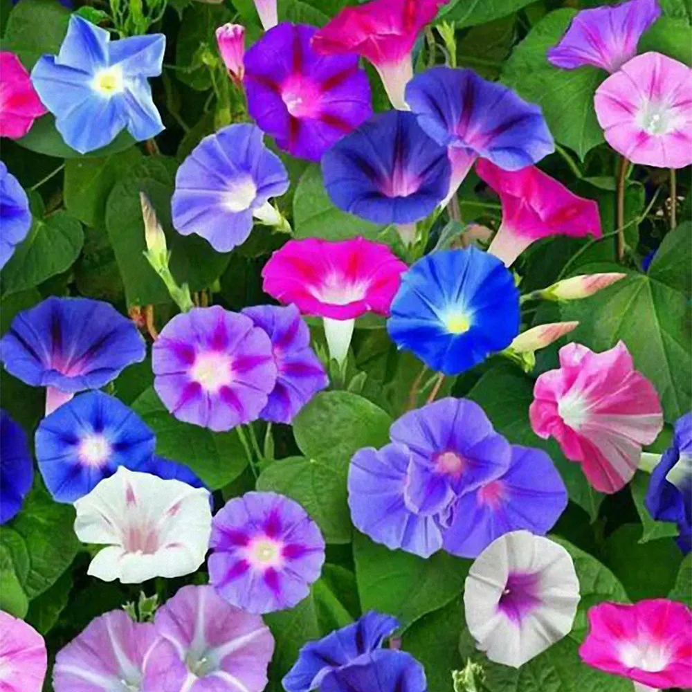 New 200 seed Mixed Color Morning Glory Seeds - £10.16 GBP