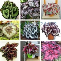 9 Colors Begonia Flower Seeds 50Pcs Seeds Mix Usa Fast Shipping - $9.90