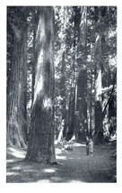 Giant Redwoods Muir Woods National Monument California RPPC Postcard - £23.58 GBP