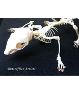 Plantain Squirrel Callosciurus Notatus Skeleton Taxidermy Museum Quality... - $3,301.75 MXN