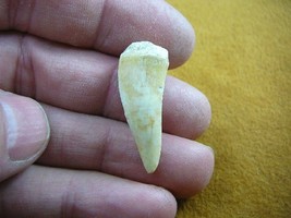(f510-19) 1-1/8&quot; Enchodus Saber toothed Herring fish tooth Fossil I love... - $14.01