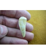 (f510-19) 1-1/8&quot; Enchodus Saber toothed Herring fish tooth Fossil I love... - $19.22 CAD