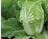 300 Michihili Chinese Cabbage  All Non-Gmo Heirloom Vegetable Seeds! - $8.99
