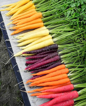 100 Rainbow Carrot Blend Mix Seeds Organic USA Seller - $5.16