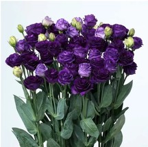 Lisianthus Seeds - $325.82 MXN