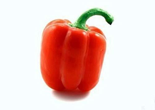 Red Bell Pepper Sweet, Aji Pimiento Rojo Seed 400 Seeds TkExotic - $63.36
