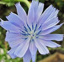 Bluest Blue Chicory 500+ Seeds, Beautiful Blue Cut Flower - £7.18 GBP