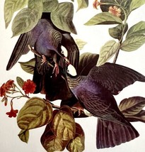 White Crowned Pigeon 1950 Lithograph Print Audubon Bird First Edition DWU14D - £22.41 GBP