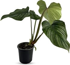 Philodendron Mamei Silver by LEAL PLANTS ECUADOR | Elephant Ear |King of... - $45.00
