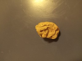 seashell fossil - $9.89