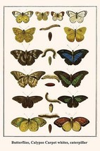 Butterflies, Calypso Carpet whites, caterpillar by Albertus Seba - Art P... - $21.99+