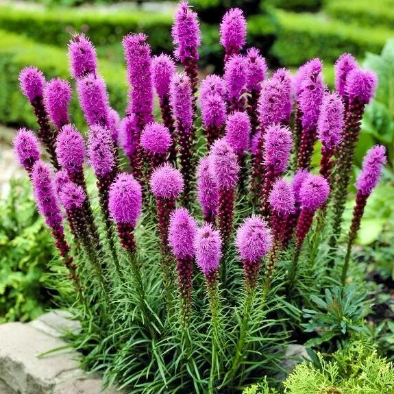 HGBO 101 Marsh Dense Blazing Star Seeds Gay Feather Native Wildflower Bulk Seeds - $8.72