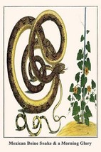 Mexican Boine Snake &amp; a Morning Glory by Albertus Seba - Art Print - £17.29 GBP+