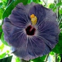 SR12Store 20 Purple Silver Hibiscus Seeds Flowers Perennial Flower Seed Bloom 25 - £6.44 GBP