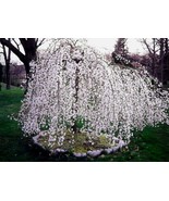 1 Weeping Cherry Tree plants - $45.42