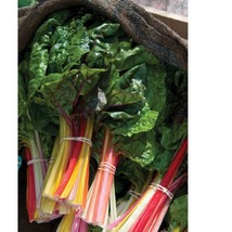 Fresh Seeds USA Bright Lights Swiss Chard - £11.45 GBP