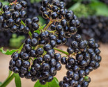 6 Varieties Black Elderberry Plants- Potted- American and European Varie... - £18.22 GBP+