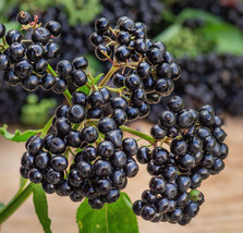 6 Varieties Black Elderberry Plants- Potted- American and European Varieties - £18.16 GBP+