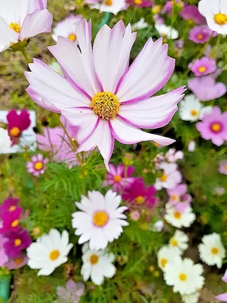 Cosmos Mix 100 Seeds Single Double Seashell Sulphur Striped Cosmose Bipinnatus U - £11.07 GBP