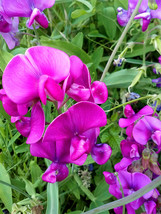 Fast Ship USA Seller 100 Seeds Rose Red Tall Sweet Pea Seeds - £12.06 GBP