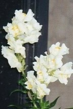 THJAR 250 White Snowflake Snapdragon Antirrhinum Majus Flower Seeds * - £3.77 GBP