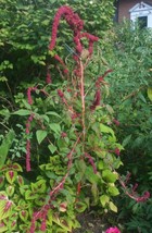 TISSEEDS 100 Seeds Of Dreadlock Amaranth Striking Beauty In Burgundy Organic Cro - £7.11 GBP