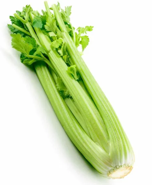 2000+Celery Seeds Tall Utah Celery Seeds Heirloom Crisp Tender Texture Fresh Usa - £3.82 GBP