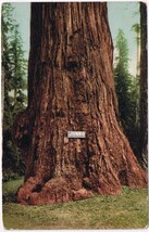 Postcard Jumbo Big Tree Near Santa Cruz California - $3.95