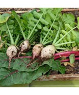 Seven Top Turnip Seeds 1000+ Vegetable Garden NON-GMO Heirloom  - £3.27 GBP