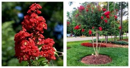 3 Live Plants Crape Myrtle Red Rocket Vivid Scarlet Blooms - $64.93