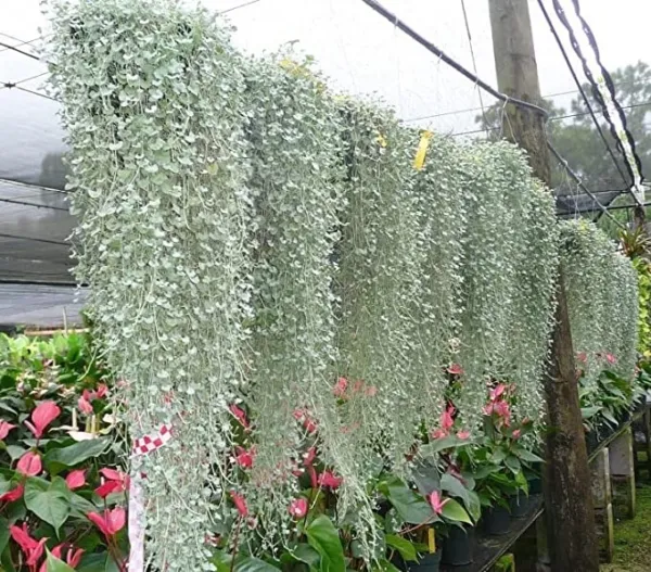 Silver Falls Dichondra Seeds For Planting (10 Seeds)-Stunning Weeping Pl... - £20.72 GBP