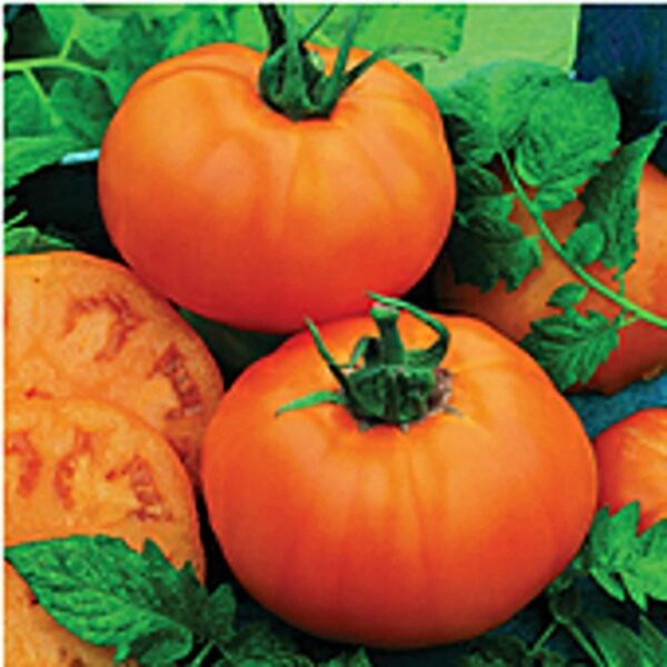 Chef'S Choice Orange Tomato Seeds 20+ Seeds Non Gmo Fruit Herb F Fresh