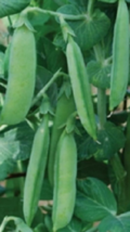50 Pc Seeds Little Marvel Peas Vegetable Plant, Pea Seeds for Planting | RK - $10.50